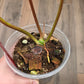 Philodendron Squamiferum X Mayoii Mint