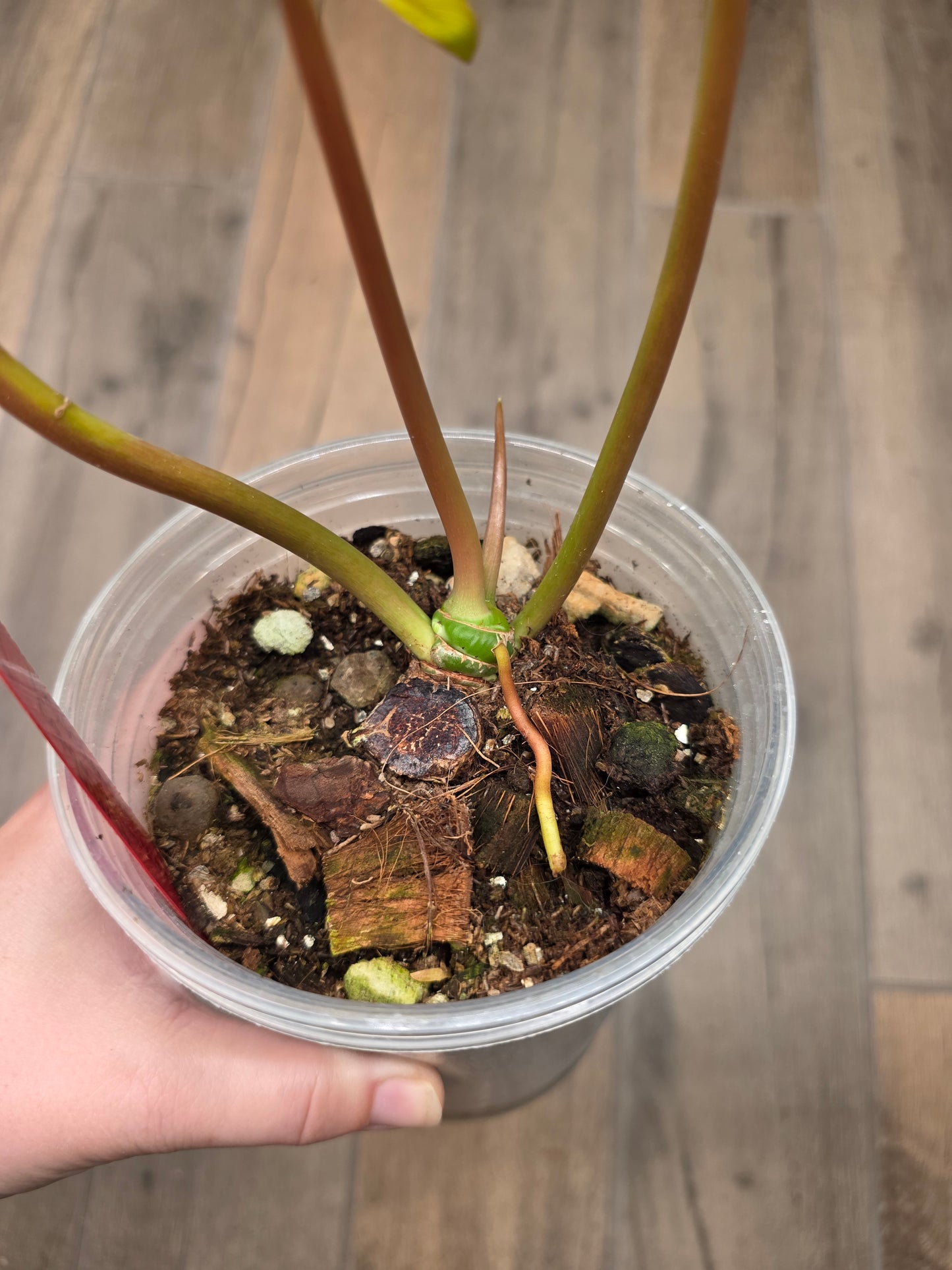Philodendron Squamiferum X Mayoii Mint