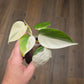 Philodendron Hederaceum Albo Variegated