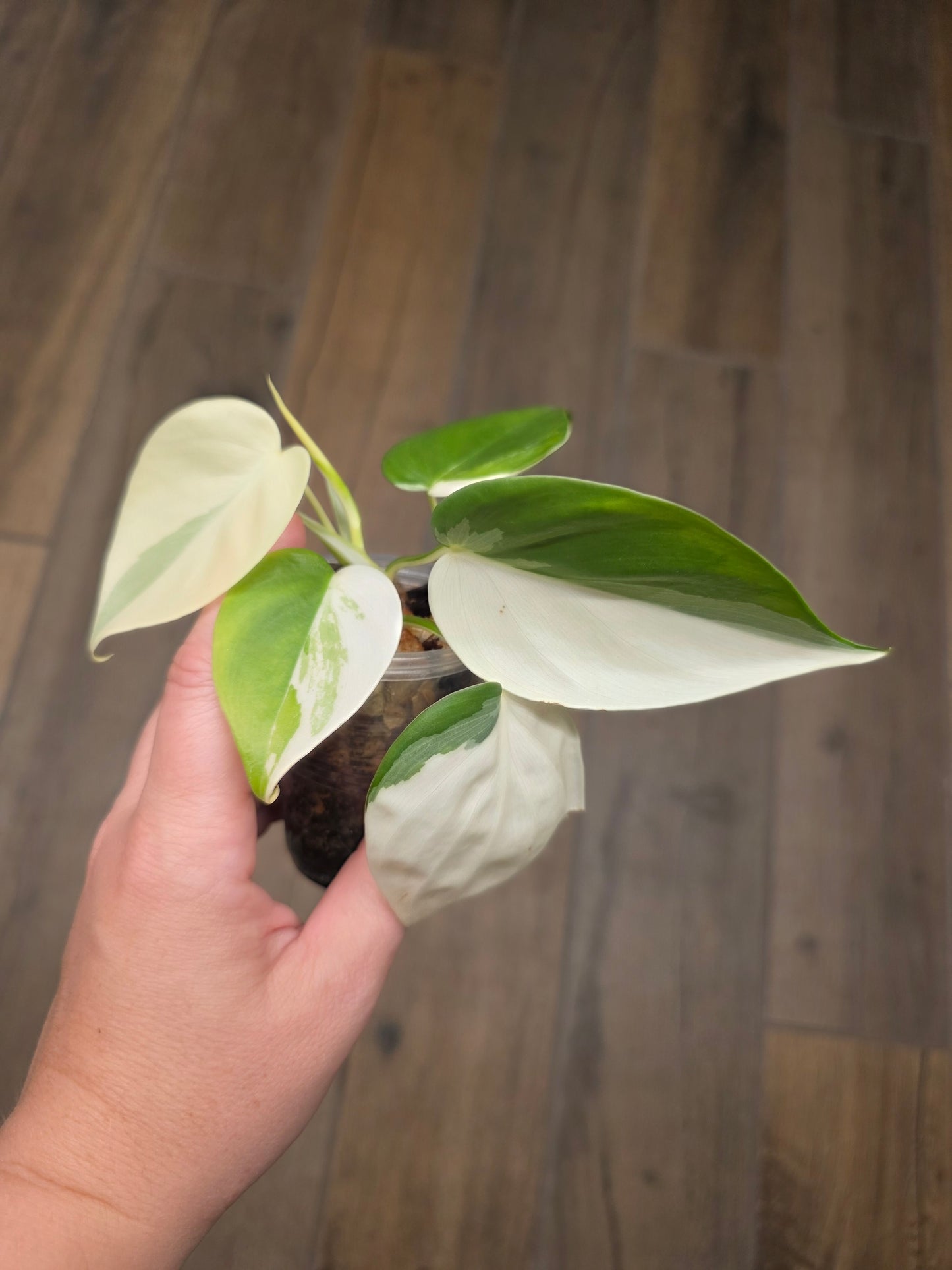 Philodendron Hederaceum Albo Variegated