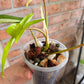 Philodendron Squamiferum Variegated