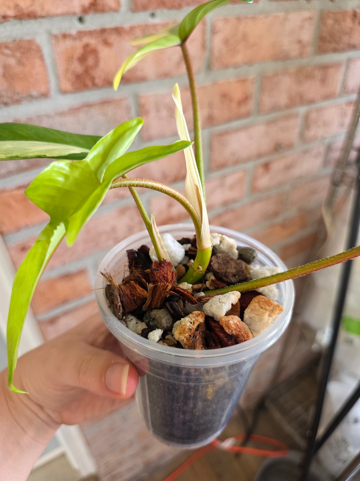 Philodendron Squamiferum Variegated