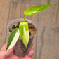 Philodendron Golden Dragon Albo Variegated