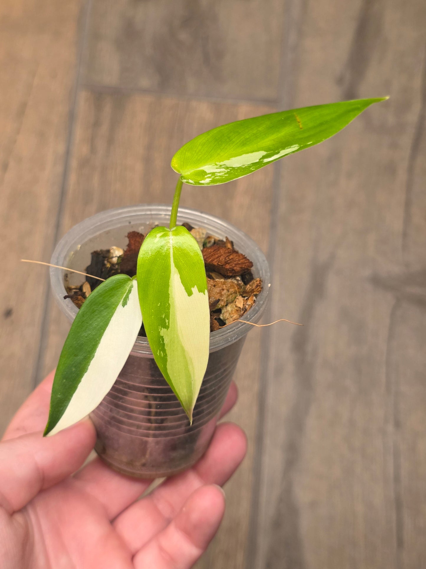 Philodendron Golden Dragon Albo Variegated