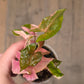 Syngonium Maria Variegated