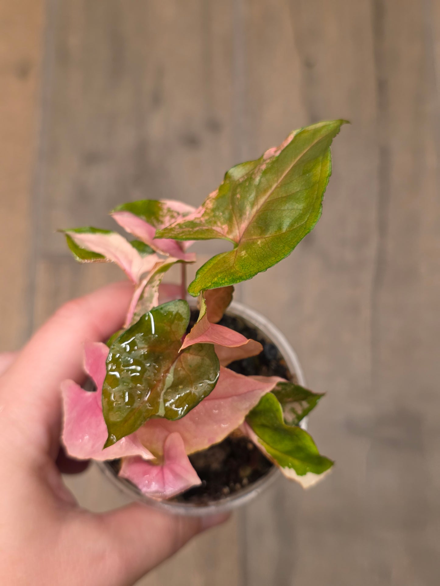 Syngonium Maria Variegated