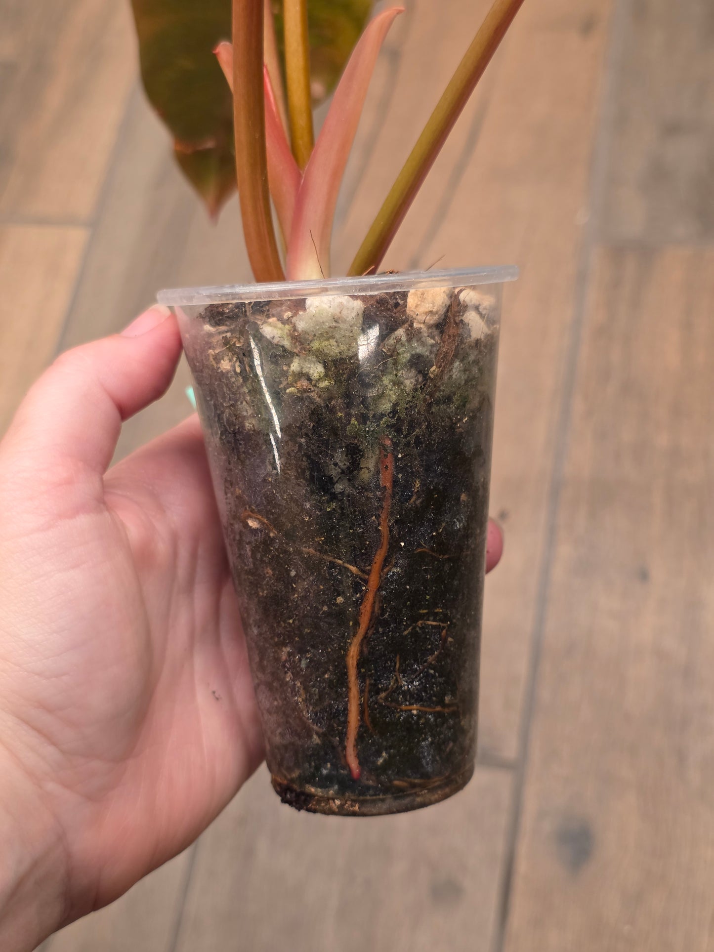 Philodendron Dark Lord Albo/Pink
