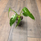 Philodendron Golden Dragon Albo Variegated