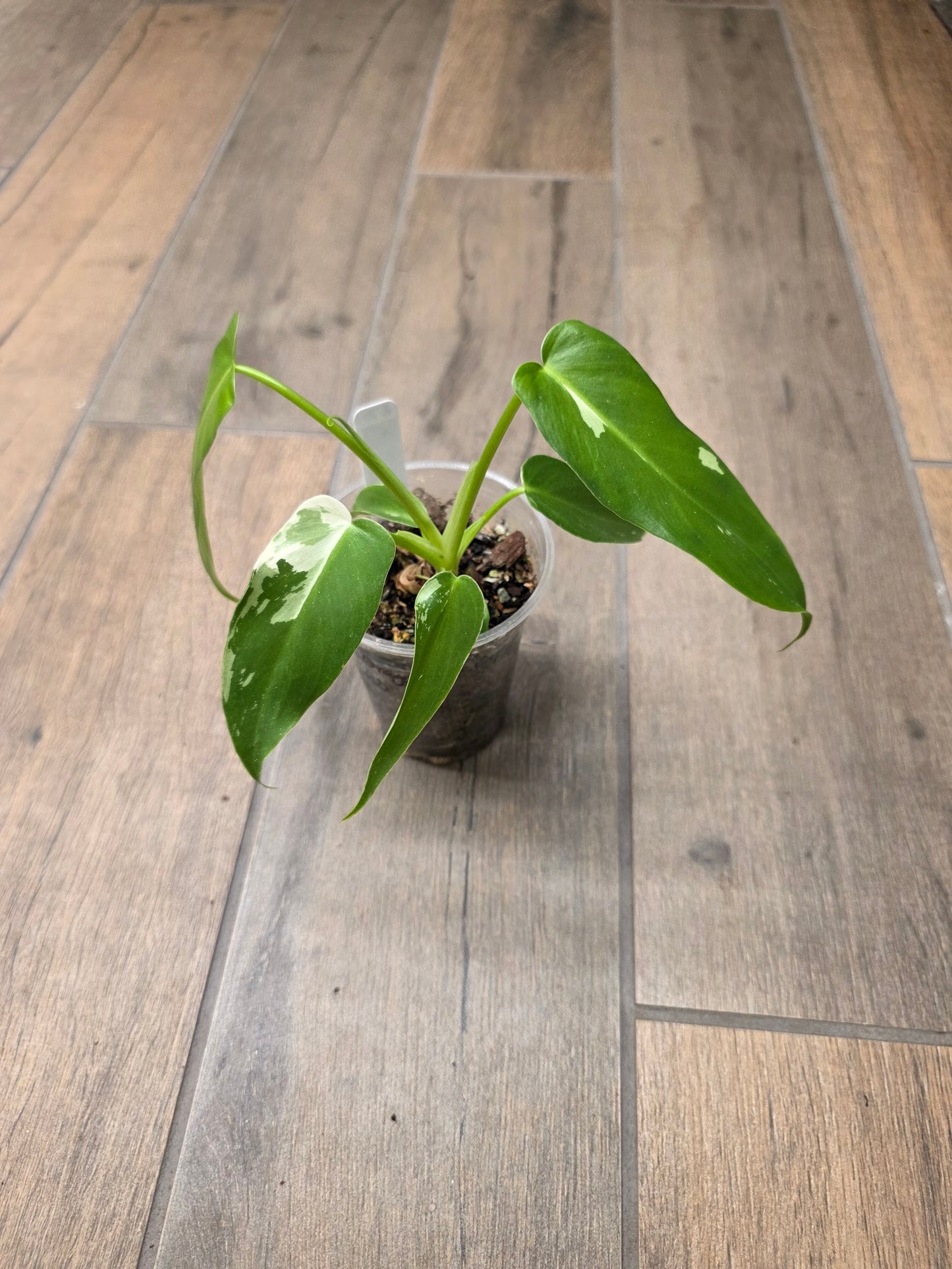 Philodendron Golden Dragon Albo Variegated