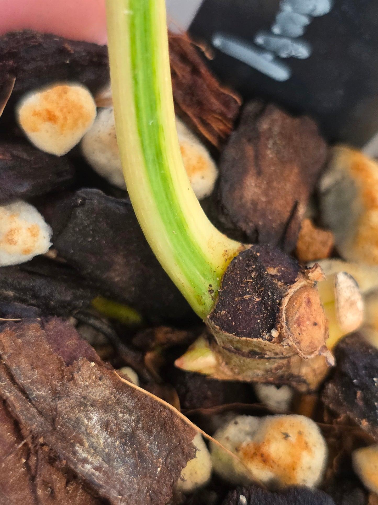 Philodendron Tortum X FL Beauty