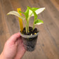 Kaempheria Galanga Albo Variegata