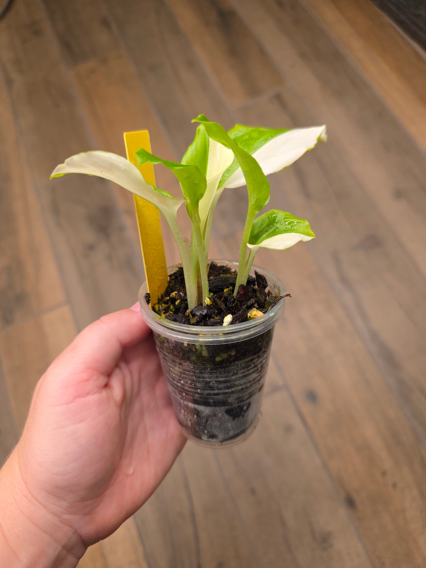 Kaempheria Galanga Albo Variegata