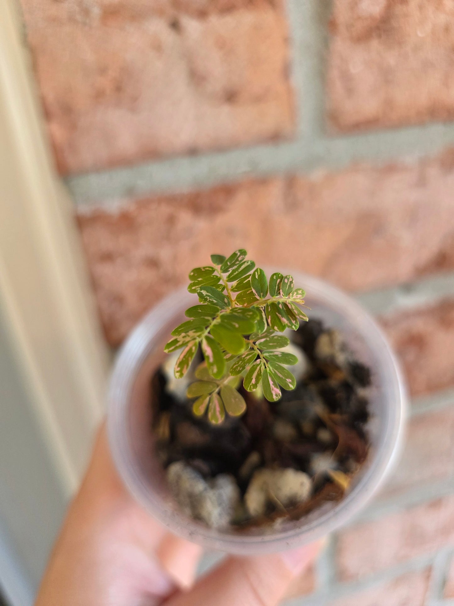Phyllanthus Urinaria Pink Variegated