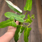 Philodendron Golden Dragon Albo Variegated 2in1