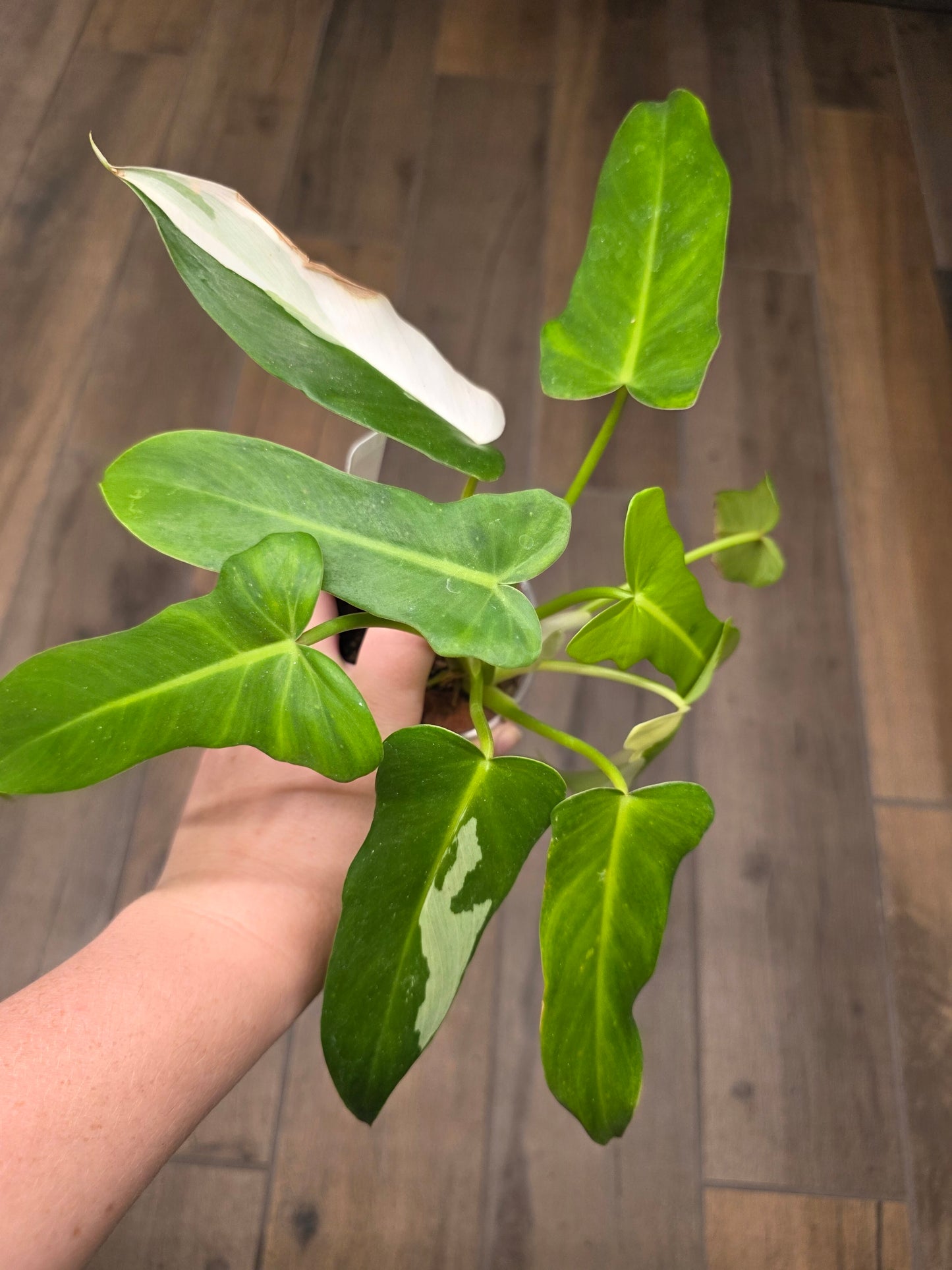 Philodendron Golden Dragon Albo Variegated 2in1
