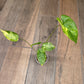Alocasia Shock Treatment Aurea Variegated