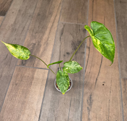 Alocasia Shock Treatment Aurea Variegated
