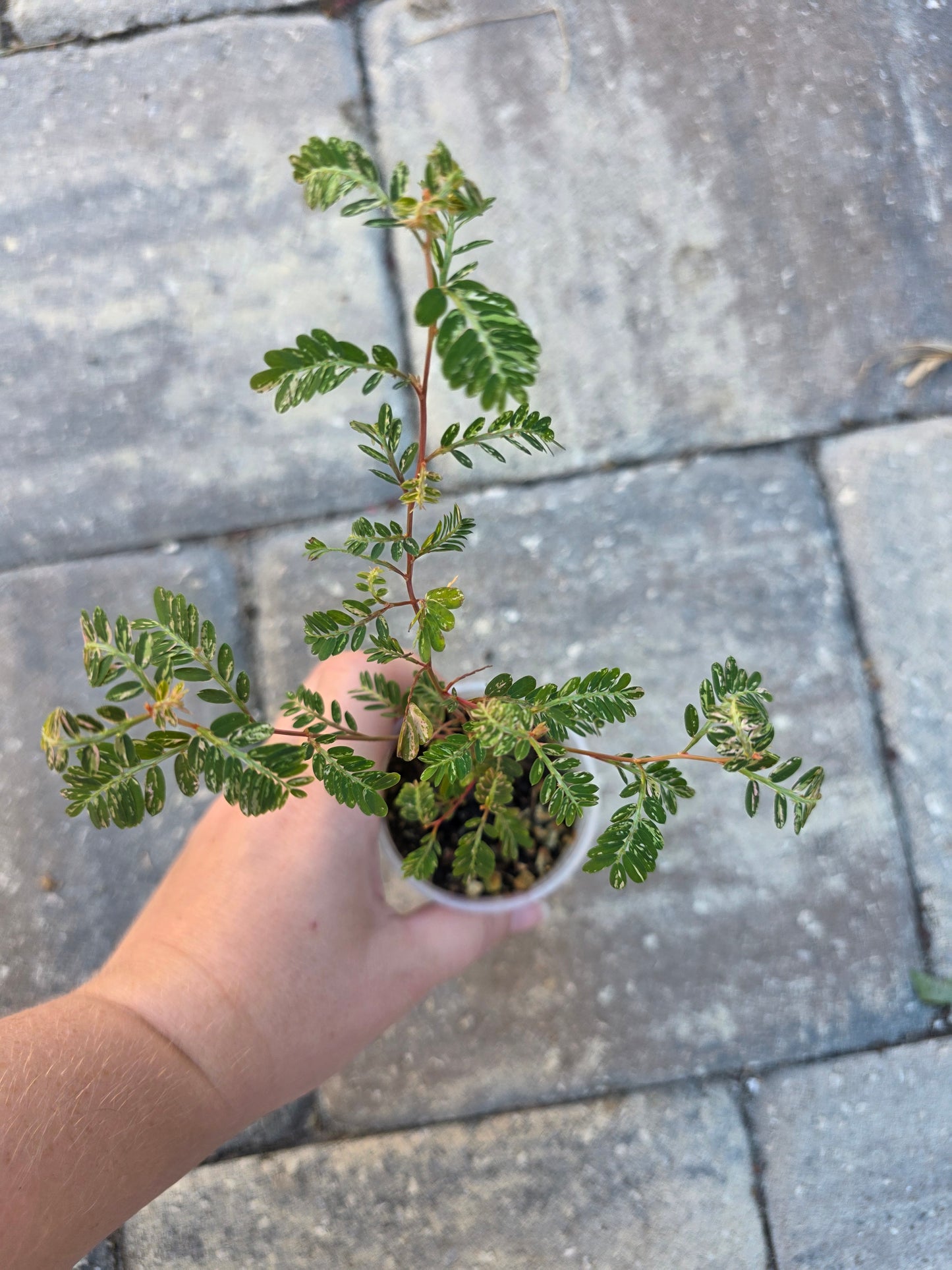 Phyllanthus Urinaria Variegated