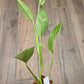 Epipremnum Giganteum Blue Mint