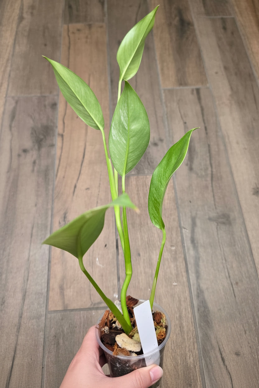 Epipremnum Giganteum Blue Mint
