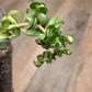 Hoya Compacta Inner Variegated 'Mauna Loa'
