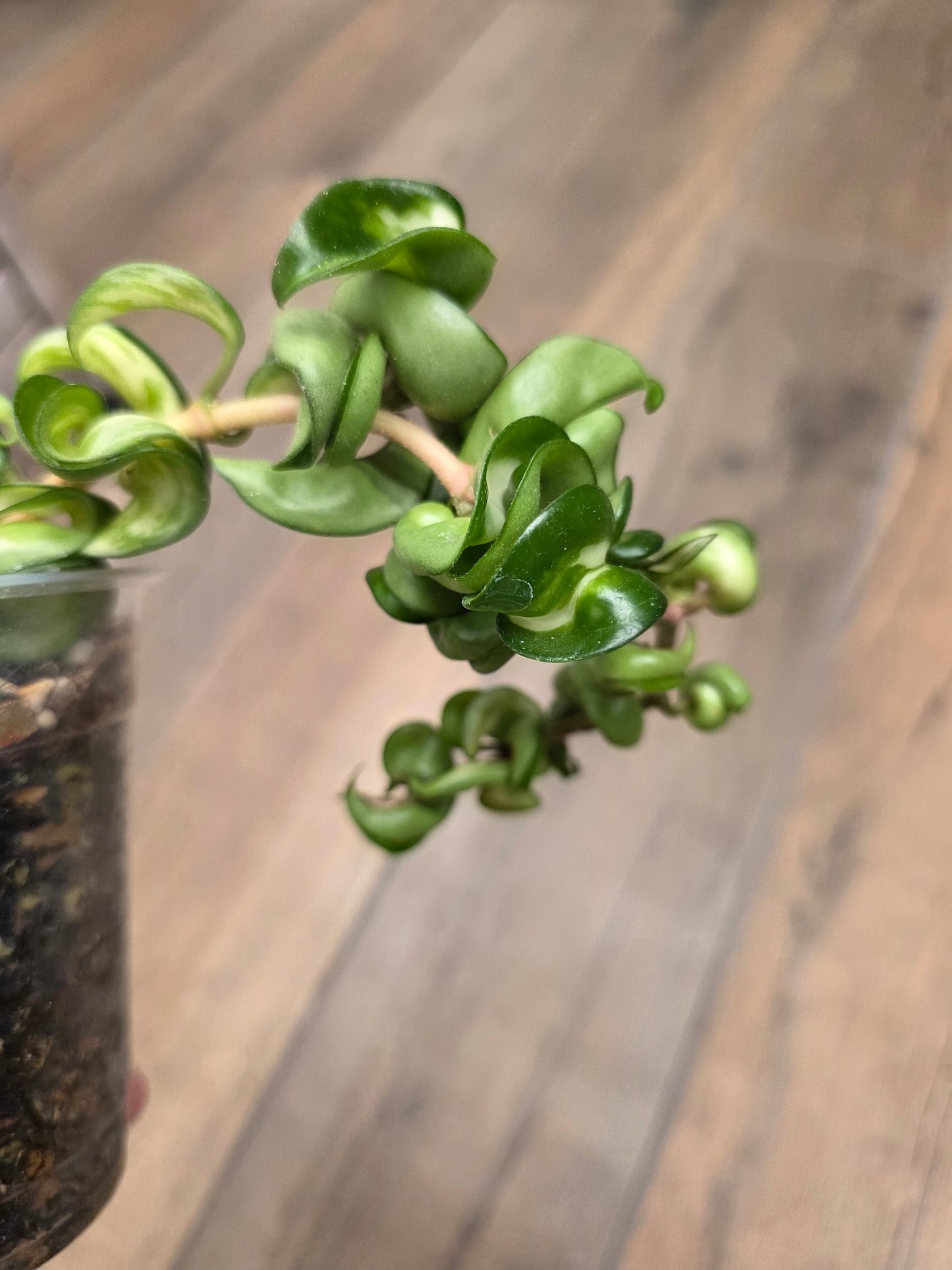 Hoya Compacta Inner Variegated 'Mauna Loa'