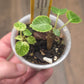 Dorstenia Horwoodii X Foetida Variegated