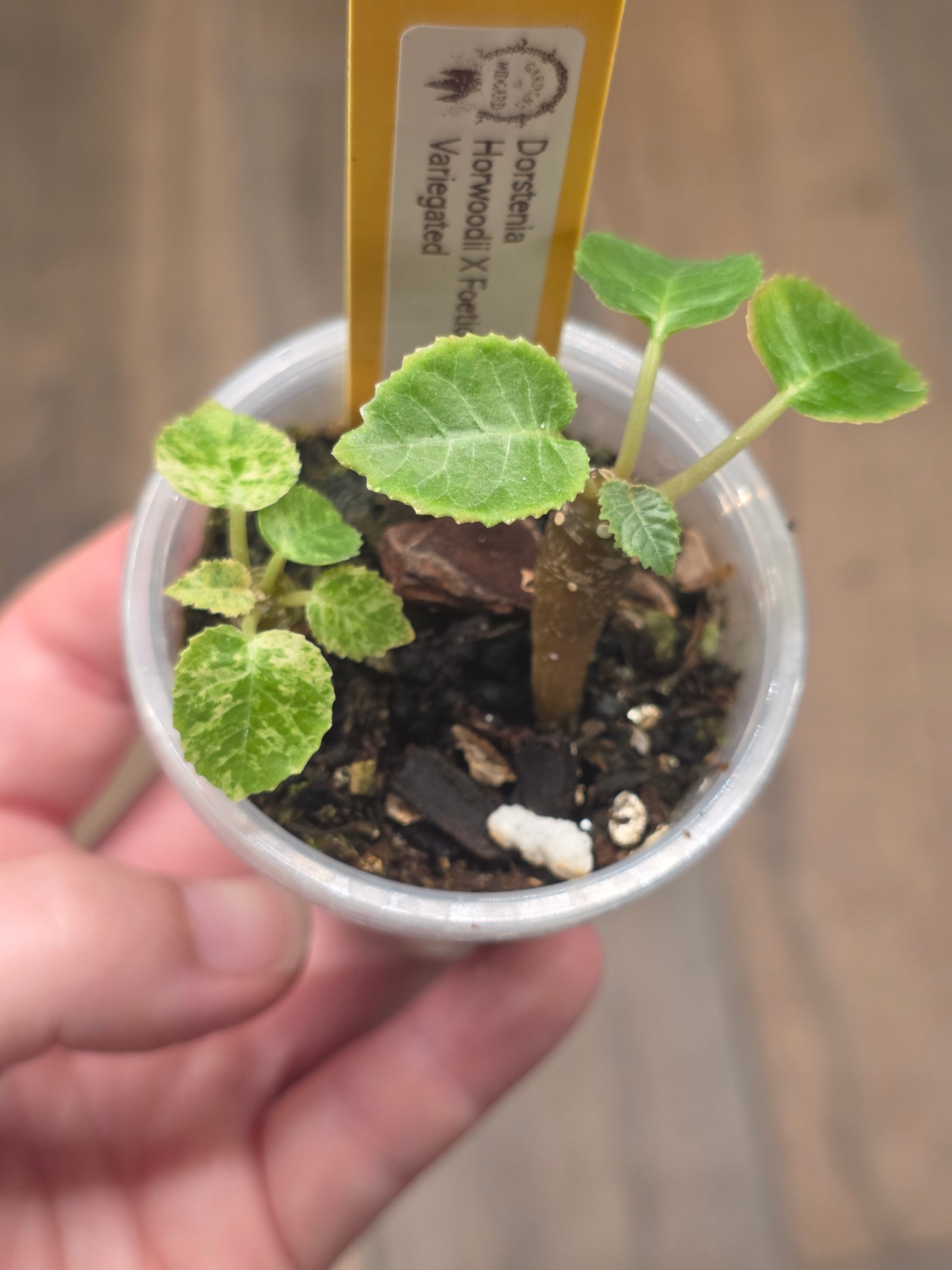 Dorstenia Horwoodii X Foetida Variegated