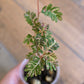 Phyllanthus Urinaria Pink Variegated (2 in 1)