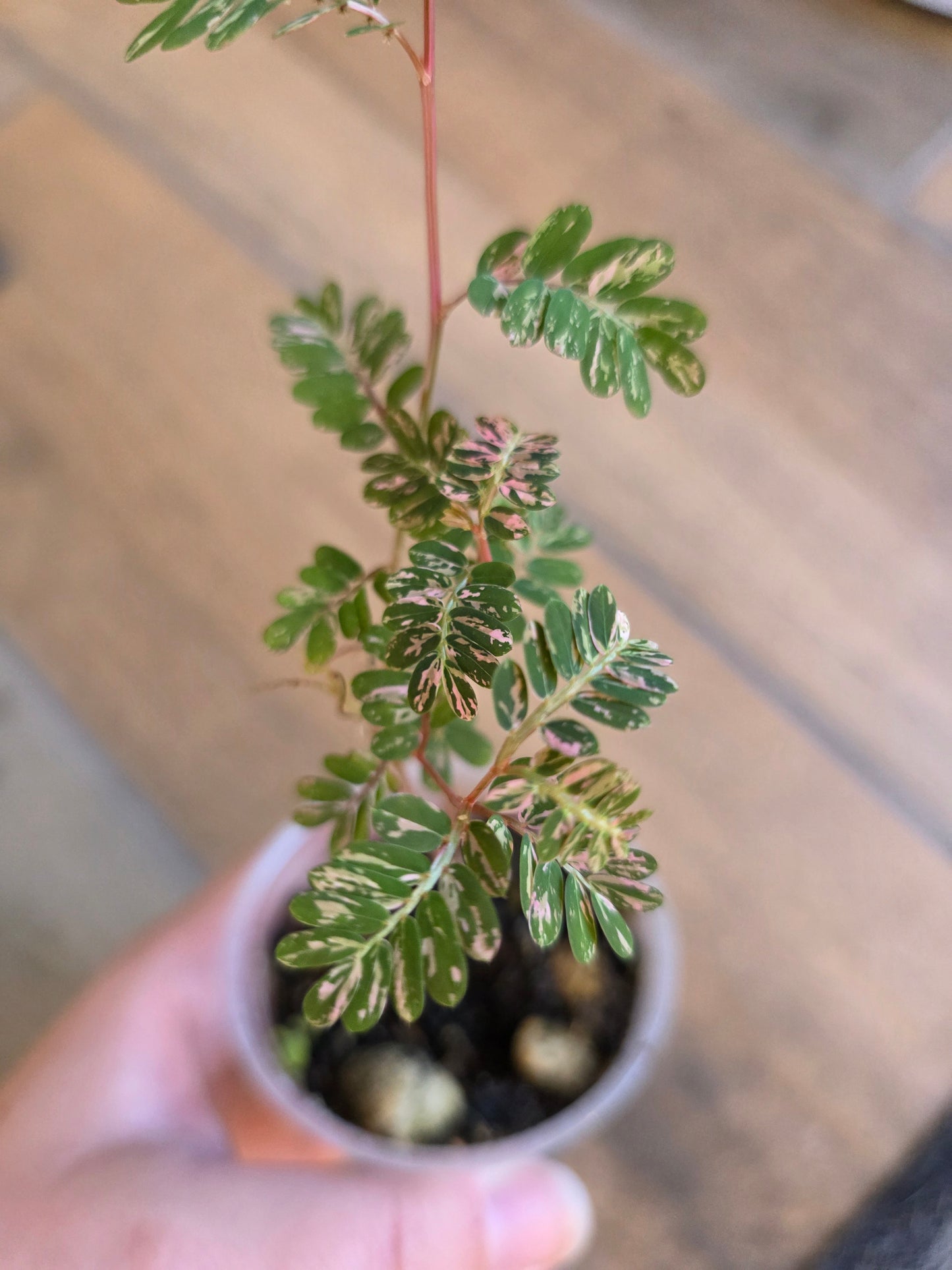 Phyllanthus Urinaria Pink Variegated (2 in 1)