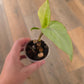 Syngonium Blue and Cream