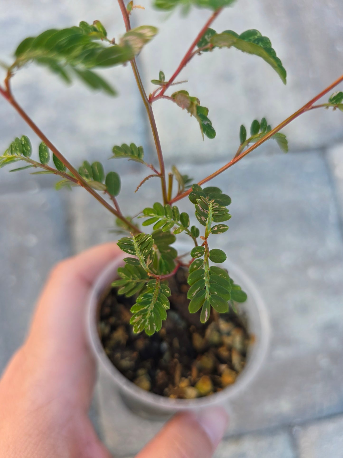 Phyllanthus Urinaria Variegated