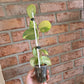Scindapsus Argryaeus Sentarum