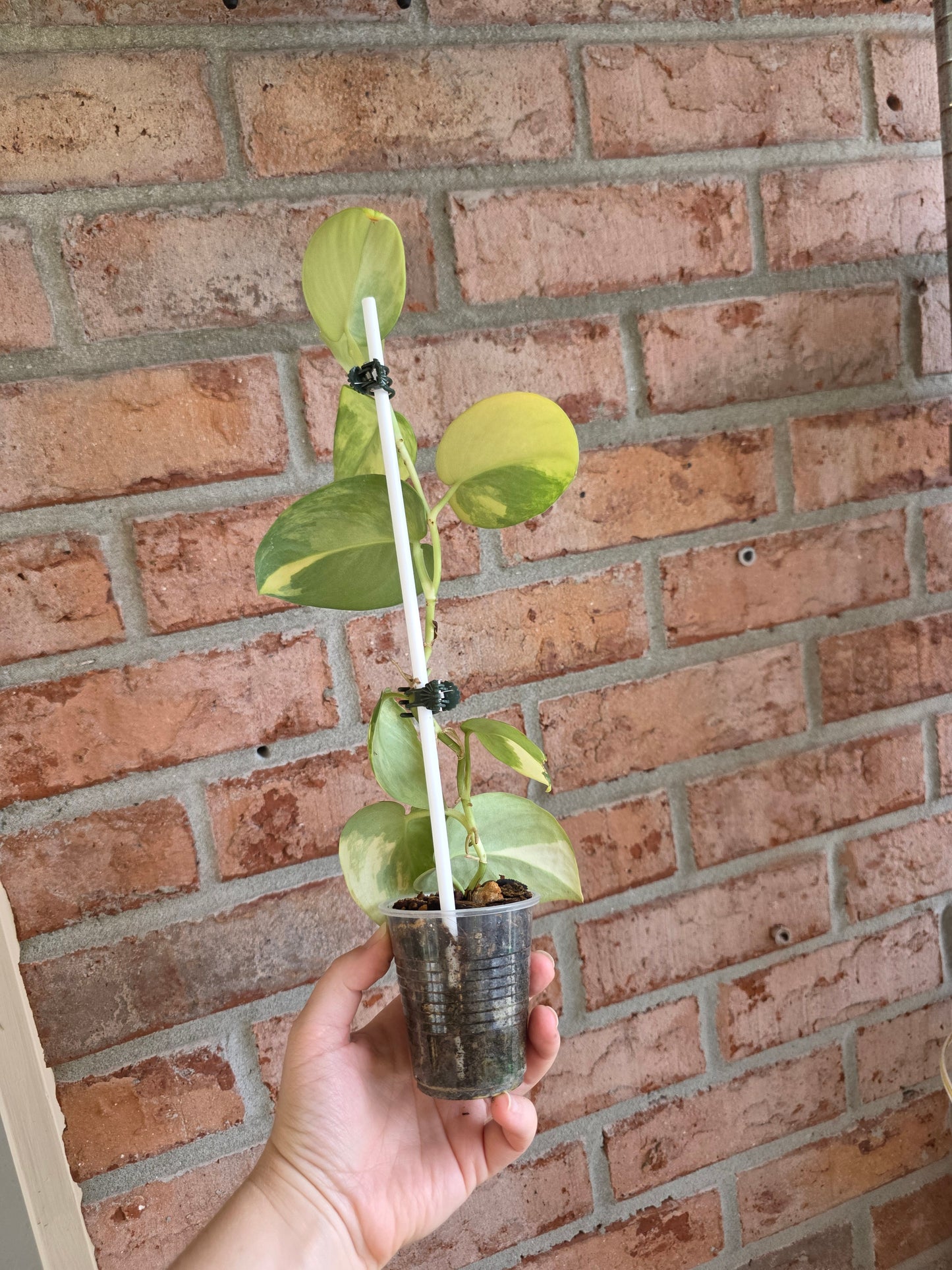 Scindapsus Argryaeus Sentarum