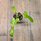 Philodendron Florida Beauty X Mayoii Variegated