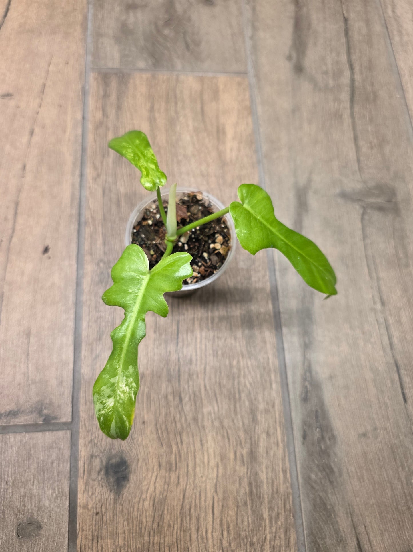 Philodendron Florida Beauty X Mayoii Variegated