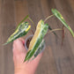 Alocasia Bambino Aurea Variegata