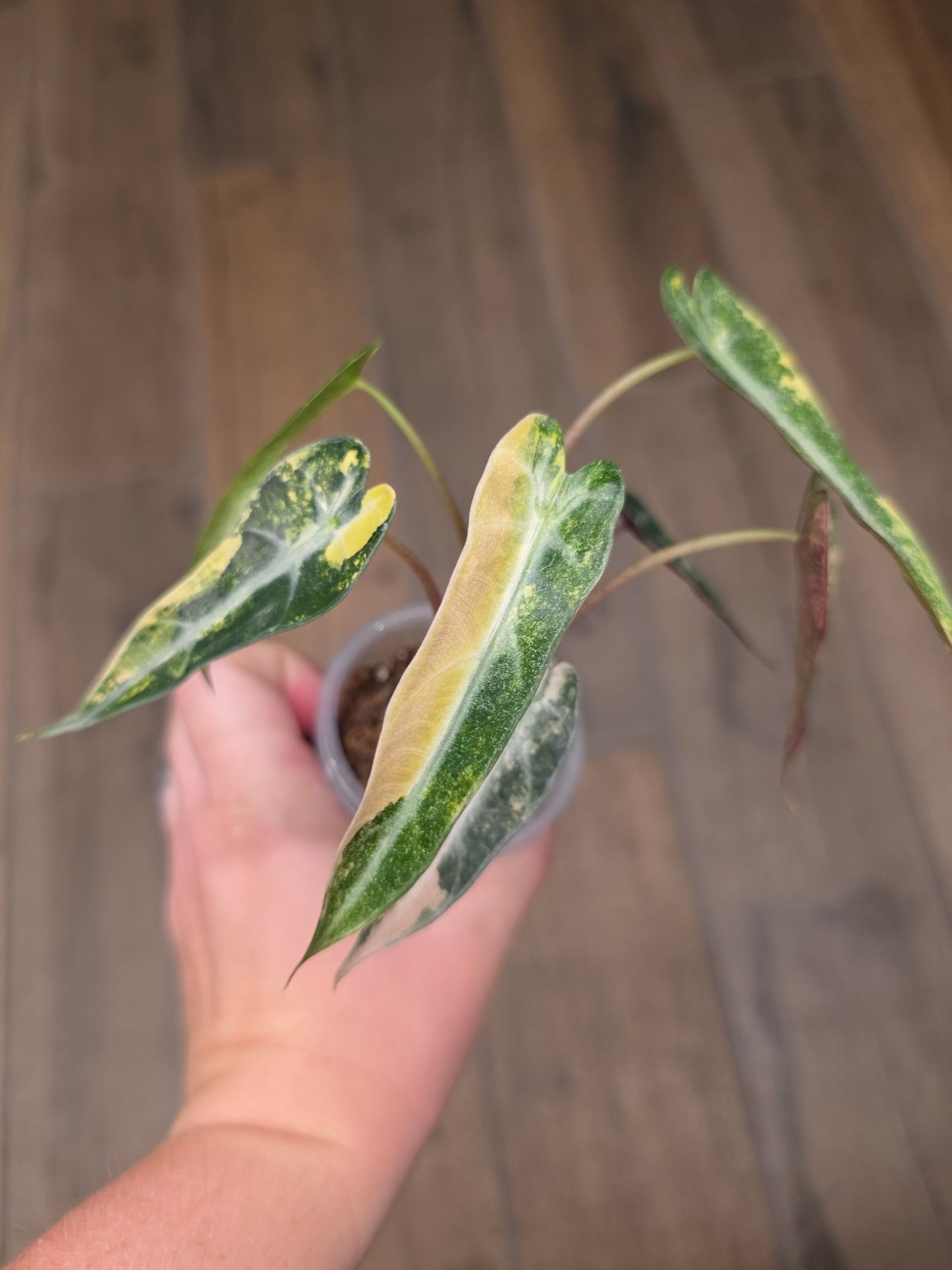 Alocasia Bambino Aurea Variegata