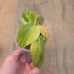 Philodendron Melanochrysum Orange/Pink