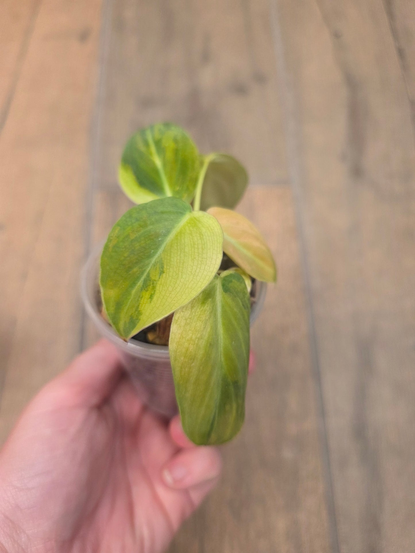 Philodendron Melanochrysum Orange/Pink