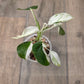 Philodendron Emerald Ice