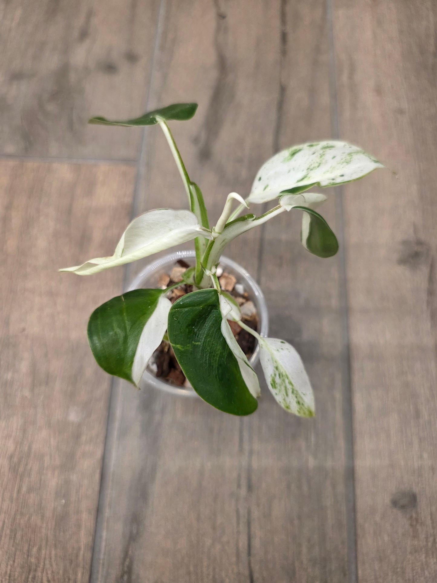 Philodendron Emerald Ice