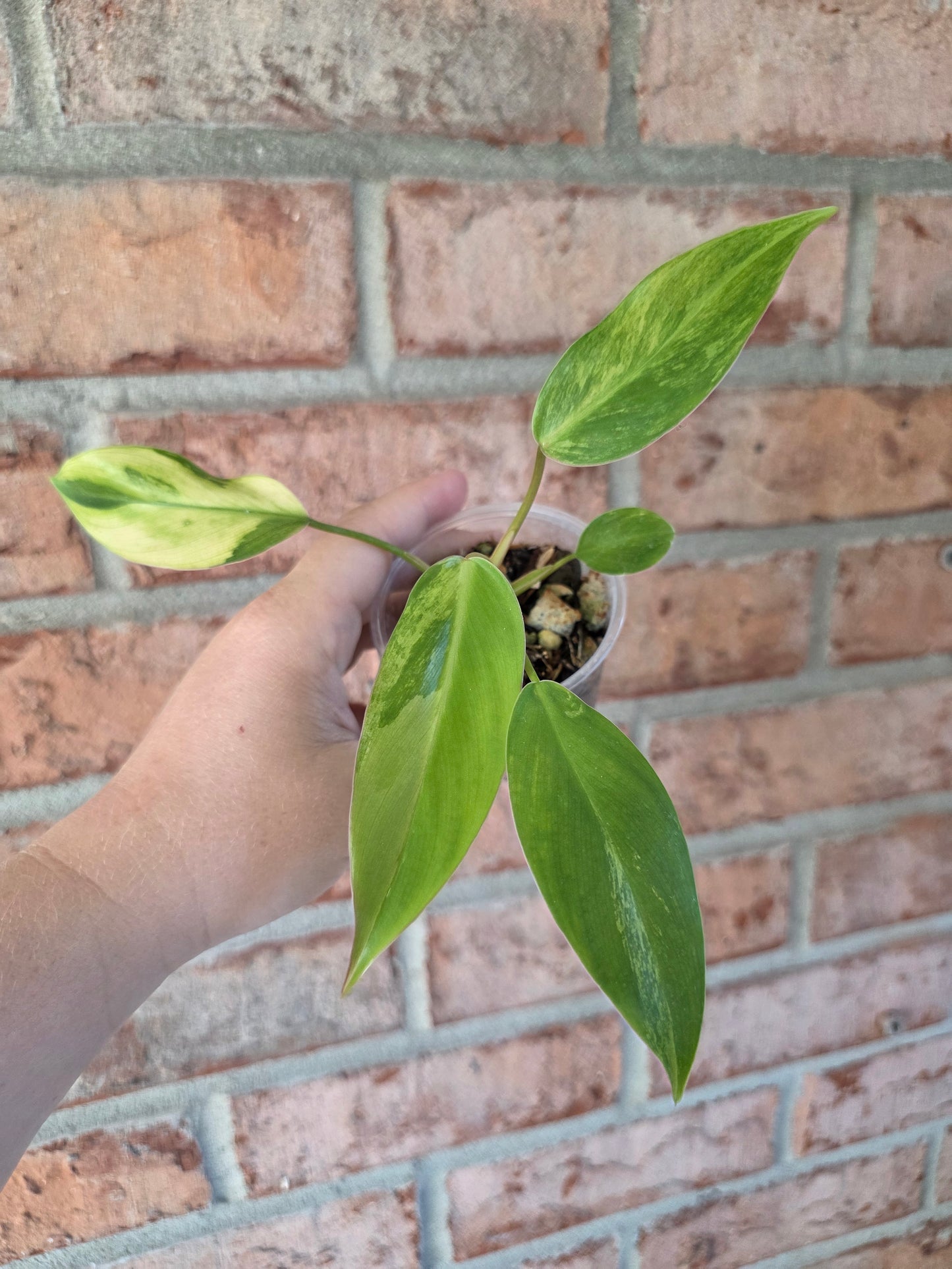 Philodendron Emerald Queen "Avocado Shake"