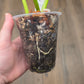 Epipremnum Giganteum Blue Mint
