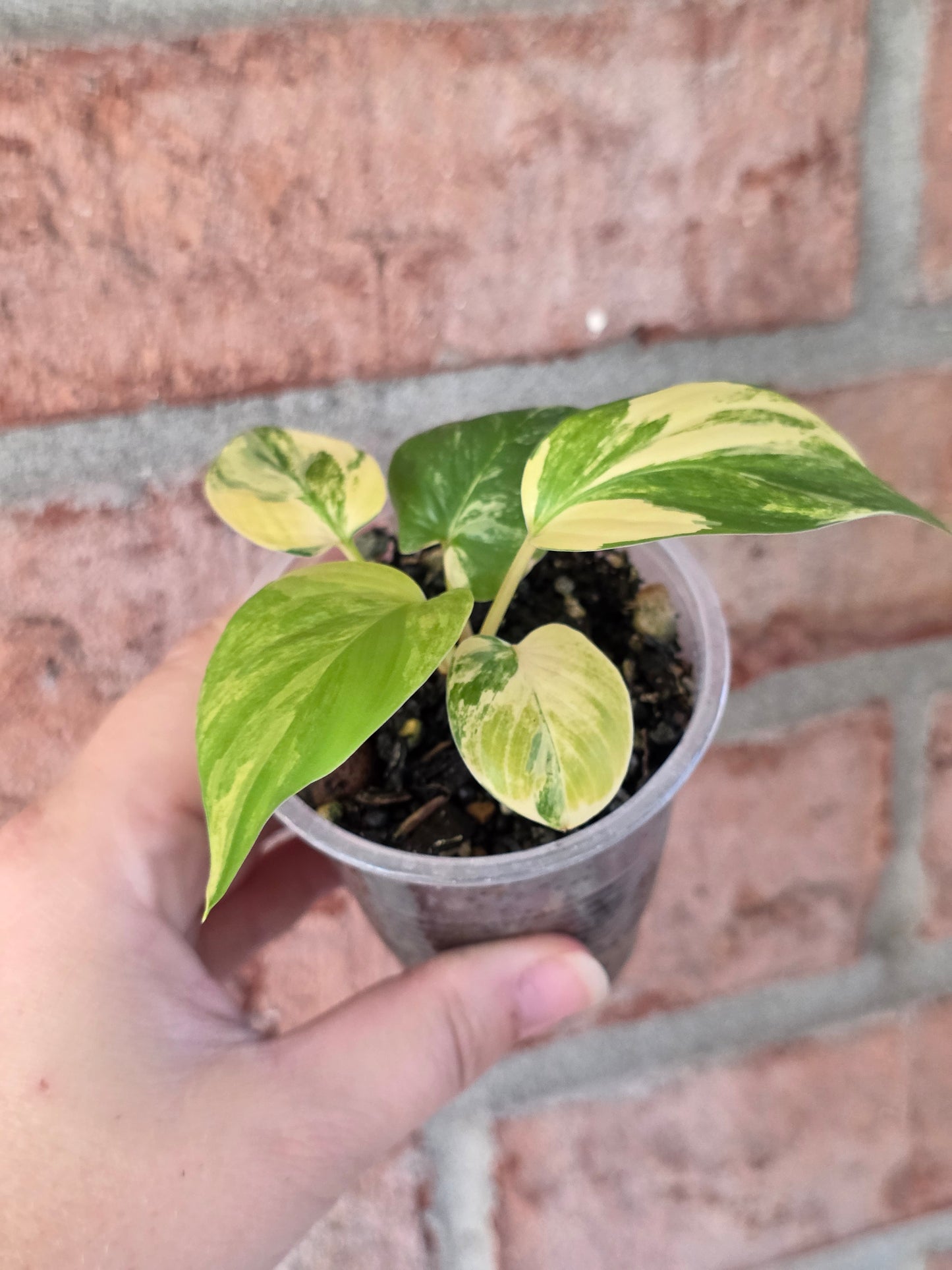 Homalomena Rubsecens Peach/Aurea