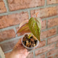 Philodendron Micans Albo/Pink Variegated