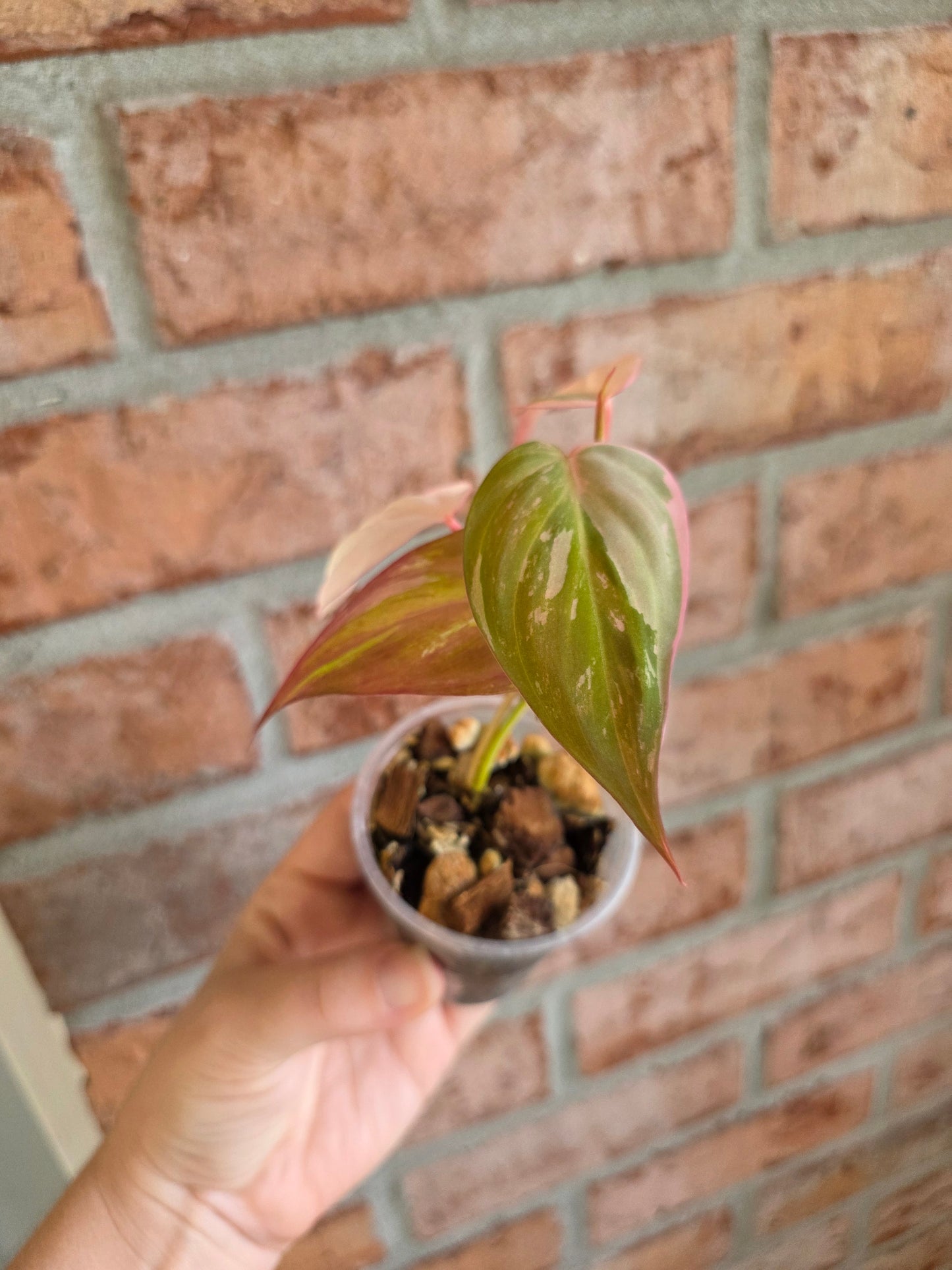 Philodendron Micans Albo/Pink Variegated