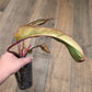 🦄  EXCLUSIVE- Philodendron Phantom Flame 🦄