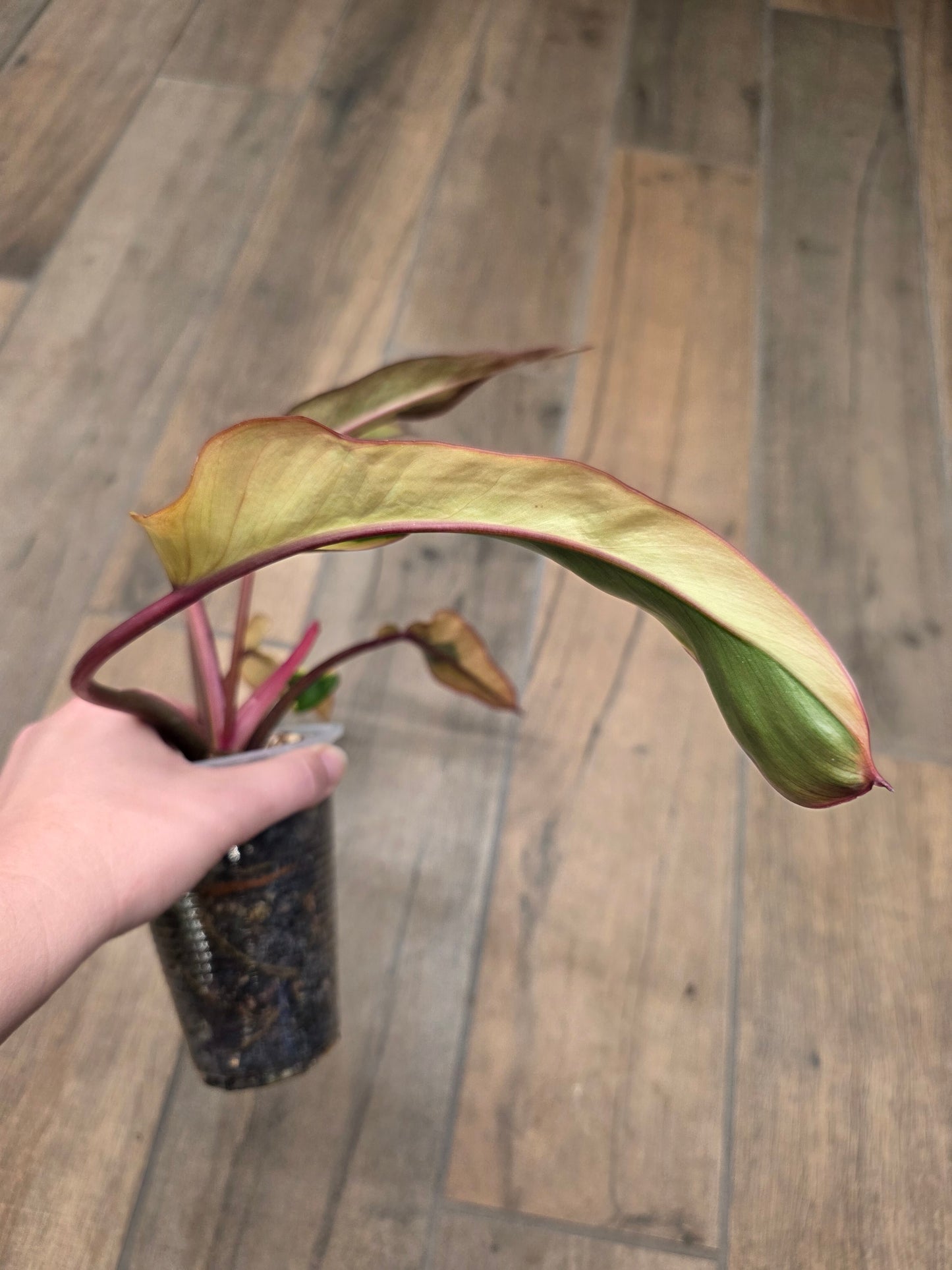🦄  EXCLUSIVE- Philodendron Phantom Flame 🦄