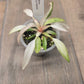 Philodendron Strawberry Marble